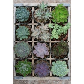 Puzzle Plante Suculente, 300 Piese Ravensburger - 1
